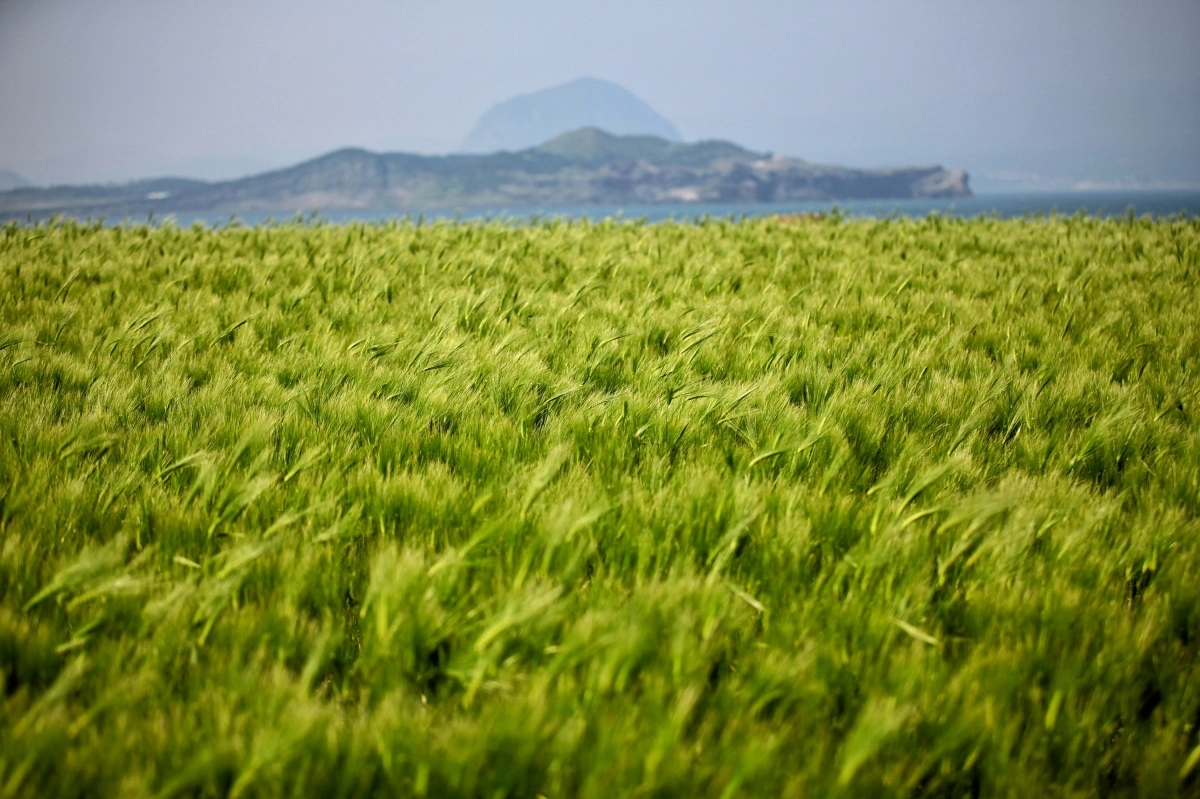 4월 17일부터 5월 17일까지 대정읍 가파도에서 열리는 ‘가파도 청보리 축제’. 제주관광공사 제공