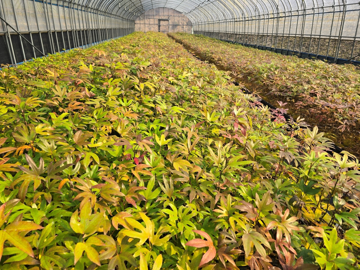 전남 난대림의 대표 수종인 황칠나무. 기능성 소재와 바이오 산업 자원으로 활용 가능성이 높아 ‘K-산림바이오’ 핵심 자원으로 주목받고 있다.