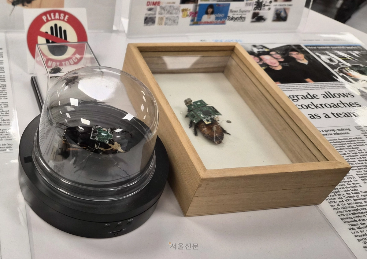 NTU 기계항공공학과 학생들이 칩을 심고 머신러닝으로 학습시킨 사이보그 ‘딱정벌레’. 싱가포르 김가현 기자