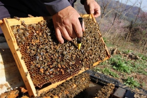 예천군과 농촌진흥청 국립농업과학원이 공동 개발한 국내 꿀 다수확 신품종인 슈퍼 꿀벌 ‘장원’.  예천군 제공