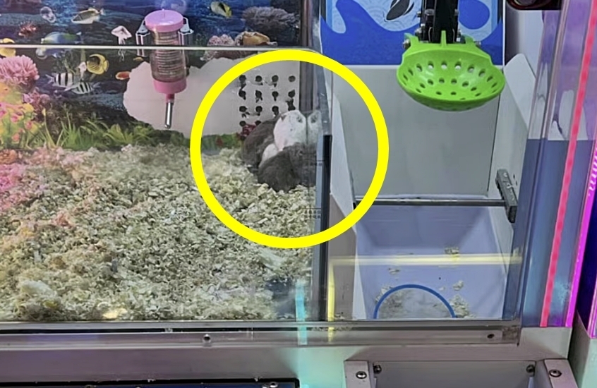 중국의 한 게임장이 인형뽑기 기계 안에 살아있는 햄스터를 넣어 경품처럼 취급했다가 동물 학대 논란에 휩싸였다. 비판이 거세지자 이른바 ‘햄스터 기계’는 철거했지만, 이후 거북이와 물고기를 넣은 게임기를 대체 설치한 사실이 추가로 드러나 뭇매를 맞았다. 사진은 인형뽑기 기계 안 햄스터들이 구석에 한데 웅크리고 있는 모습. 2026.3.14 SCMP 캡처