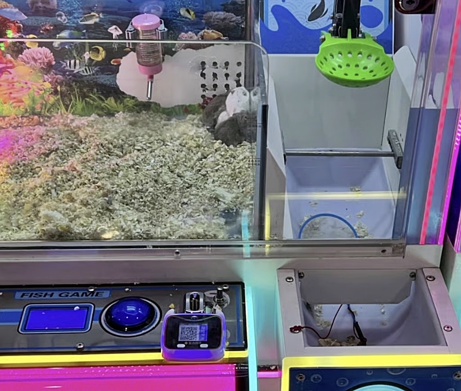 중국의 한 게임장이 인형뽑기 기계 안에 살아있는 햄스터를 넣어 경품처럼 취급했다가 동물 학대 논란에 휩싸였다. 비판이 거세지자 이른바 ‘햄스터 기계’는 철거했지만, 이후 거북이와 물고기를 넣은 게임기를 대체 설치한 사실이 추가로 드러나 뭇매를 맞았다. 사진은 인형뽑기 기계 안 햄스터들이 구석에 한데 웅크리고 있는 모습. 2026.3.14 SCMP 캡처