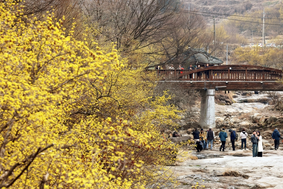 구례 지리산 산수유꽃축제