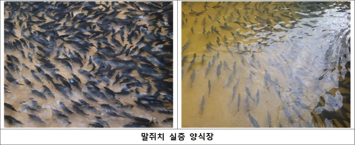 제주도 해양수산연구원이 기후변화에 대응할 새로운 양식어종 개발 실증 결과, 말쥐치의 양식 출하에 성공했다. 제주도 제공