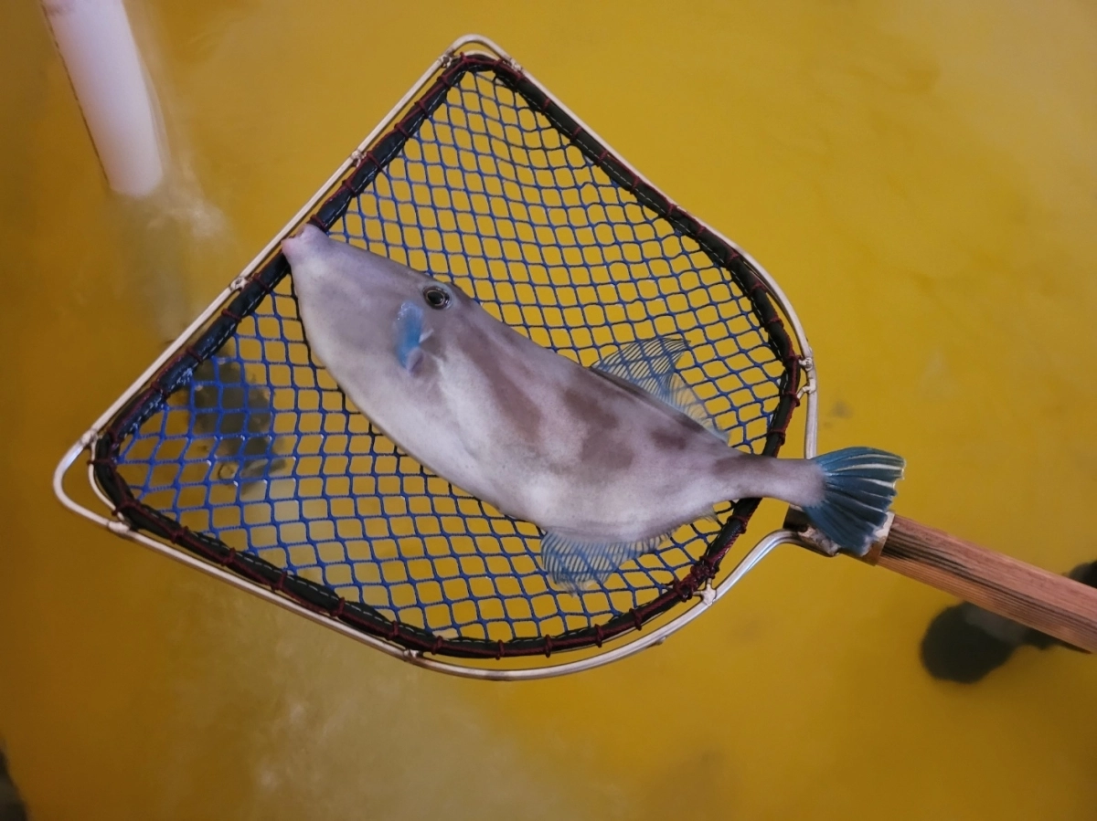 양식 출하에 성공한 말쥐치. 제주도 제공