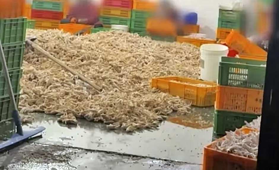 ‘세계 소비자 권리의 날’인 15일 중국중앙TV(CCTV)는 연례 고발 프로그램 ‘3·15 완후이’를 통해 이른바 ‘표백 닭발’ 실태를 집중 폭로했다. 2026.3.15 CCTV 화면