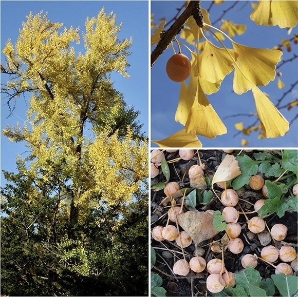 미국 보스턴 아놀드 수목원 입구 ‘월터 스트리트 게이트’ 인근에 서 있는 은행나무(왼쪽)와 가을 단풍(오른쪽 위), 은행나무 열매(오른쪽 아래). 아놀드 수목원 홈페이지