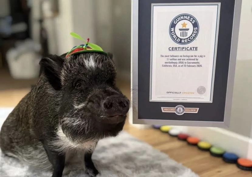 미국 캘리포니아주에 사는 돼지 ‘멀린’이 인스타그램 팔로워 수 기네스 세계 기록을 세웠다. 인스타그램 @merlinthepig