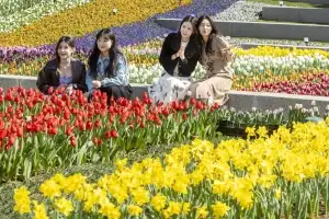 봄꽃 속에 빠져 보세요… 에버랜드 튤립축제 20일 개막