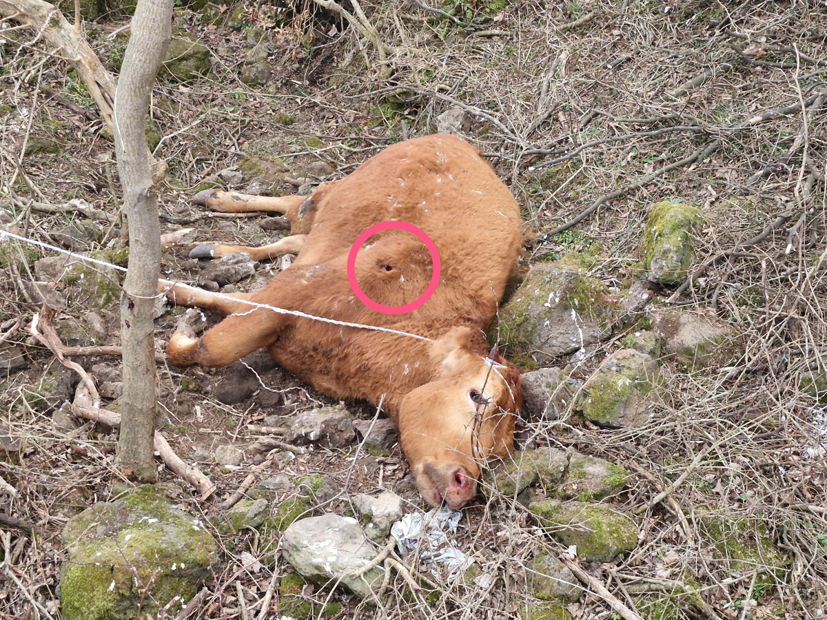 제주시 어승생 삼거리 검문소 인근에서 지난 14일 멀쩡하게 살아있던 황소가 갑자기 죽은채 발견됐다. 제보자는 총탄 자국(원안)이 분명하게 보여 누군가 일부러 총으로 쏘아 죽인 것 같다고 주장했다. 독자 제공