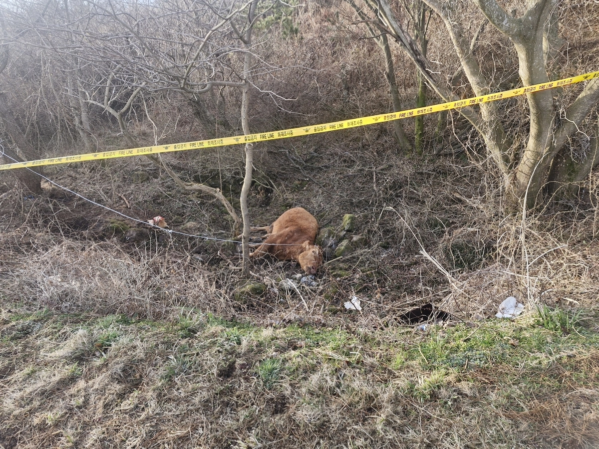 제주시는 황소에 인식할 수 있는 이표가 없어 소유주 확인이 어려워 17일 랜더링할 예정이라고 밝혔다. 독자 제공