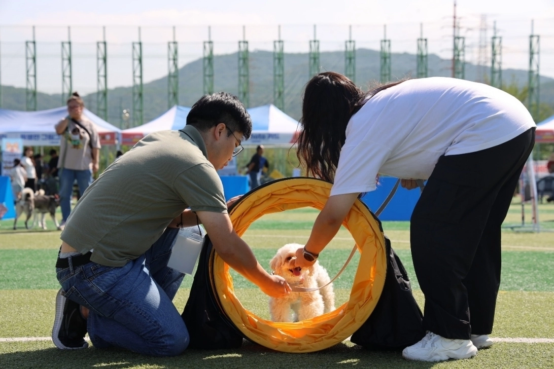 경북 포항시에서 지난해 열린 ‘반려동물문화축제’ 중 반려견과 반려인이 장애물 통과를 진행하는 모습. 포항시 제공