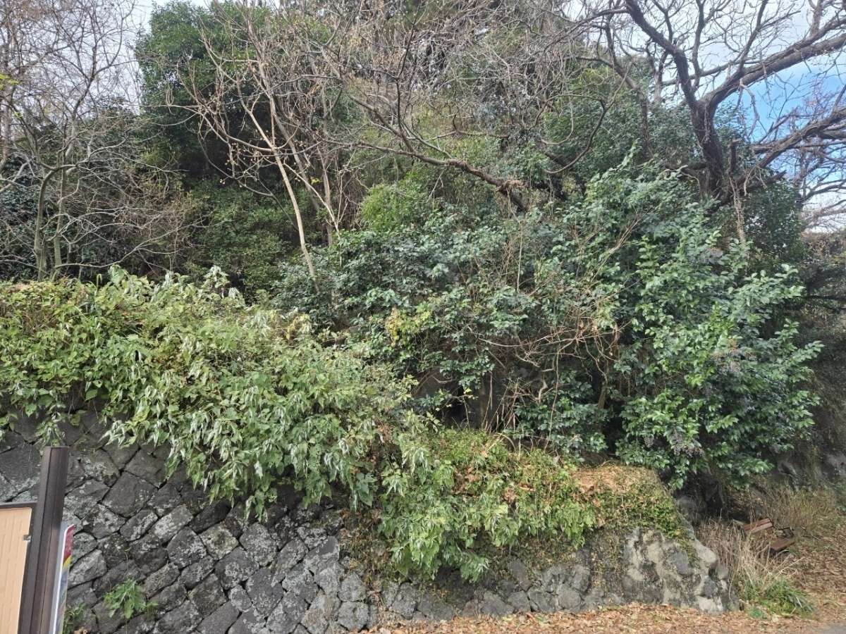 제주성지 주변 수목정비 전 모습. 제주도 제공