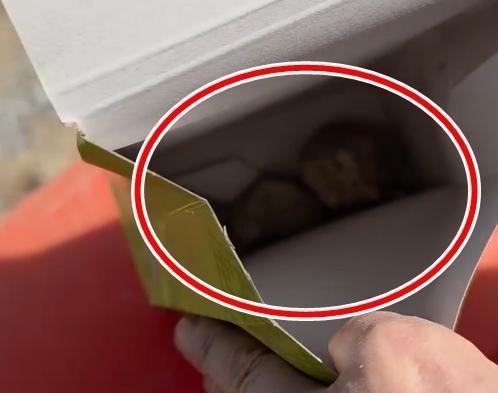 전남 광양시에서 열리고 있는 매화축제를 찾은 한 방문객이 군밤 노점에서 구입한 군밤 상자 안에 돌멩이 세 개가 들어있었다며 영상을 공개했다. 자료 : 스레드