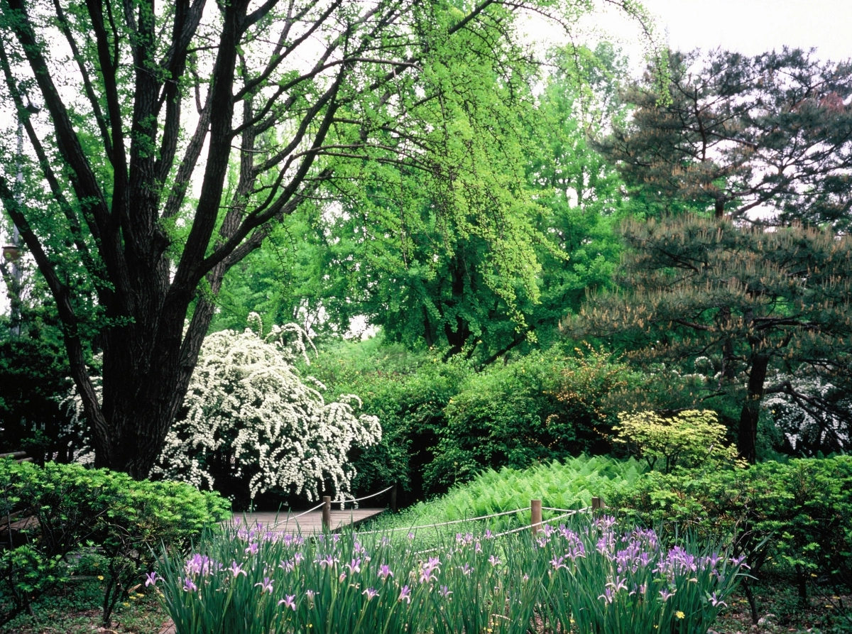 산림청 국립산림과학원은 홍릉숲의 평일 관람 확대에 따라 28일부터 내달 5일까지 봄꽃 축제를 개최한다.