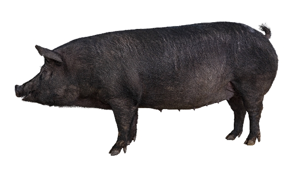 농친청이 제주흑돼지를 기반으로 개발한 난축맛돈. 농친청 제공