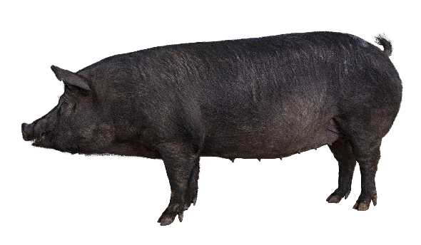 농친청이 제주흑돼지를 기반으로 개발한 난축맛돈. 농친청 제공