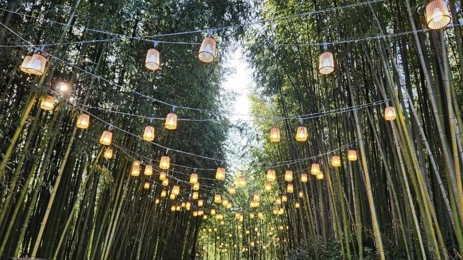 야간등이 설치된 전남 담양군 죽녹원 대나무 숲. 담양군 제공