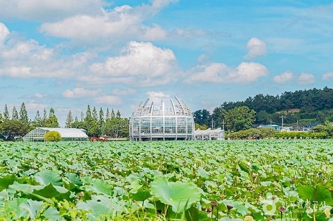 전남 무안군 회산백련지. (무안군 제공)