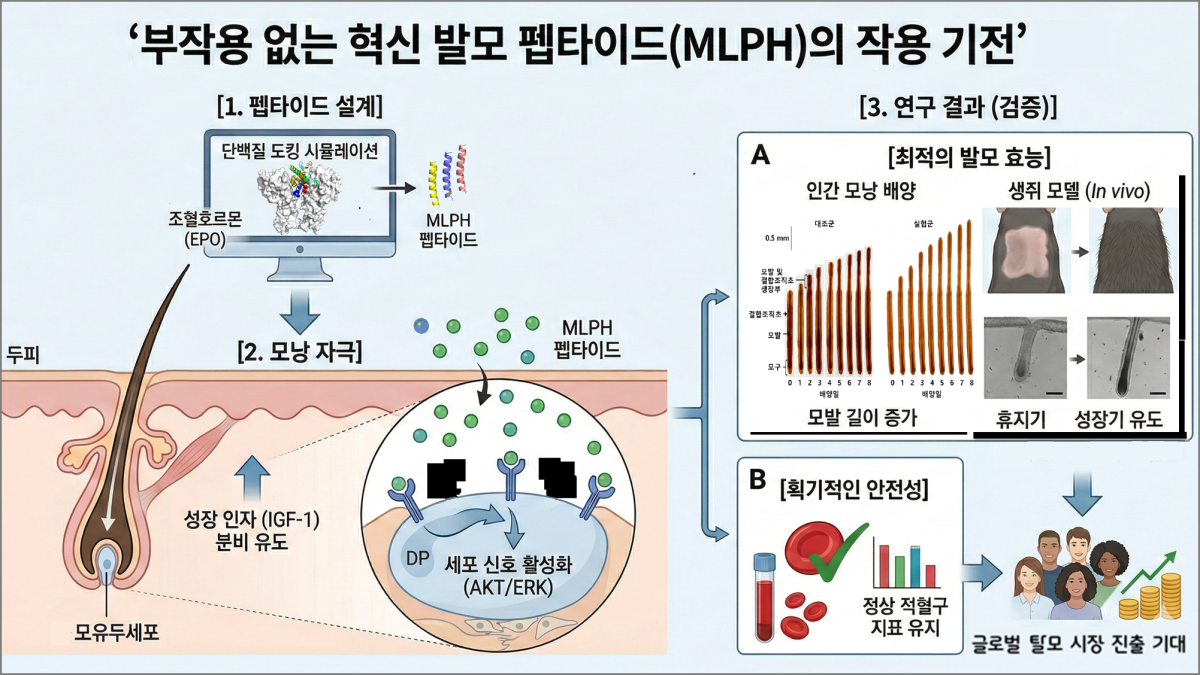 분자모델링 기법을 이용하여 에리트로포이에틴(EPO) 수용체 활성화 구조를 변형시켜 기능을 조절함으로써 부작용을 최소화한 발모 펩타이드 작용 기전  대구경북과학기술원(DGIST) 제공