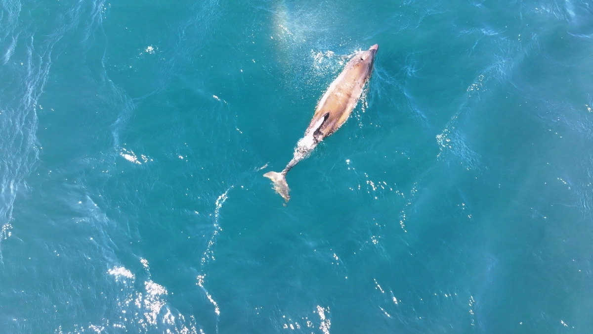 폐어구에 걸려 있던 제주남방큰돌고래 ‘쌘돌이’가 3개월만에 스스로 극적인 탈출을 통해 자유의 몸이 됐다. 다큐제주와 제주대학교 고래·해양생물보전연구센터 제공