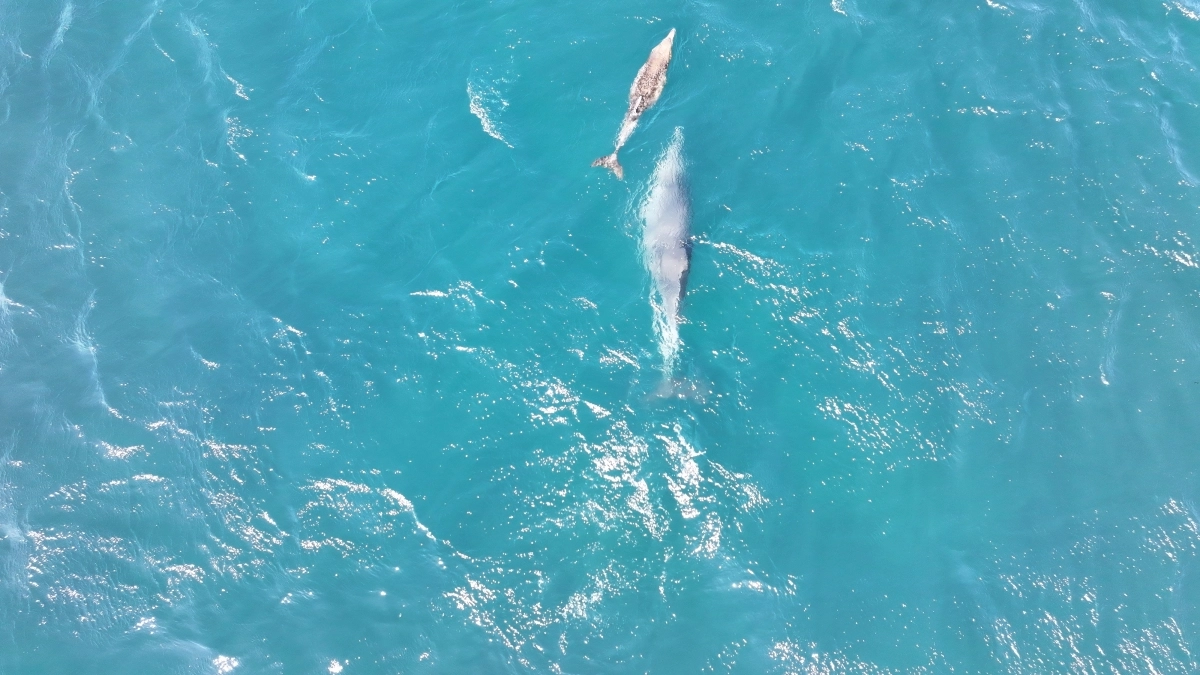자유의 몸이 된 쌘돌이가 어미와 함께 있는 모습. 다큐제주와 제주대학교 고래·해양생물보전연구센터 제공