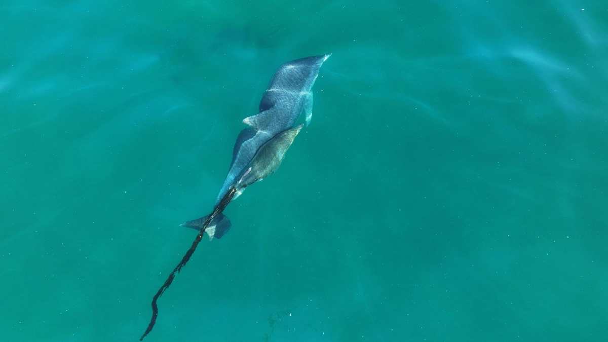 지난 3월 13일에도 제주남방큰돌고래 쌘돌이 지느러미에는 폐어구가 걸려 있었다. 다큐제주·제주대학교 고래 해양생물보전연구센터 제공