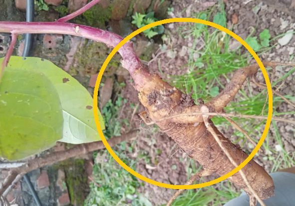 베트남에서 60대 남성이 인삼으로 착각해 독초를 섭취한 뒤 중독 증세로 병원 응급실에 이송되는 일이 발생했다. 의료진 제공