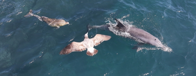 지느러미 찢겨도 포기 안 해… ‘쌘돌이’ 3개월 만에 탈출