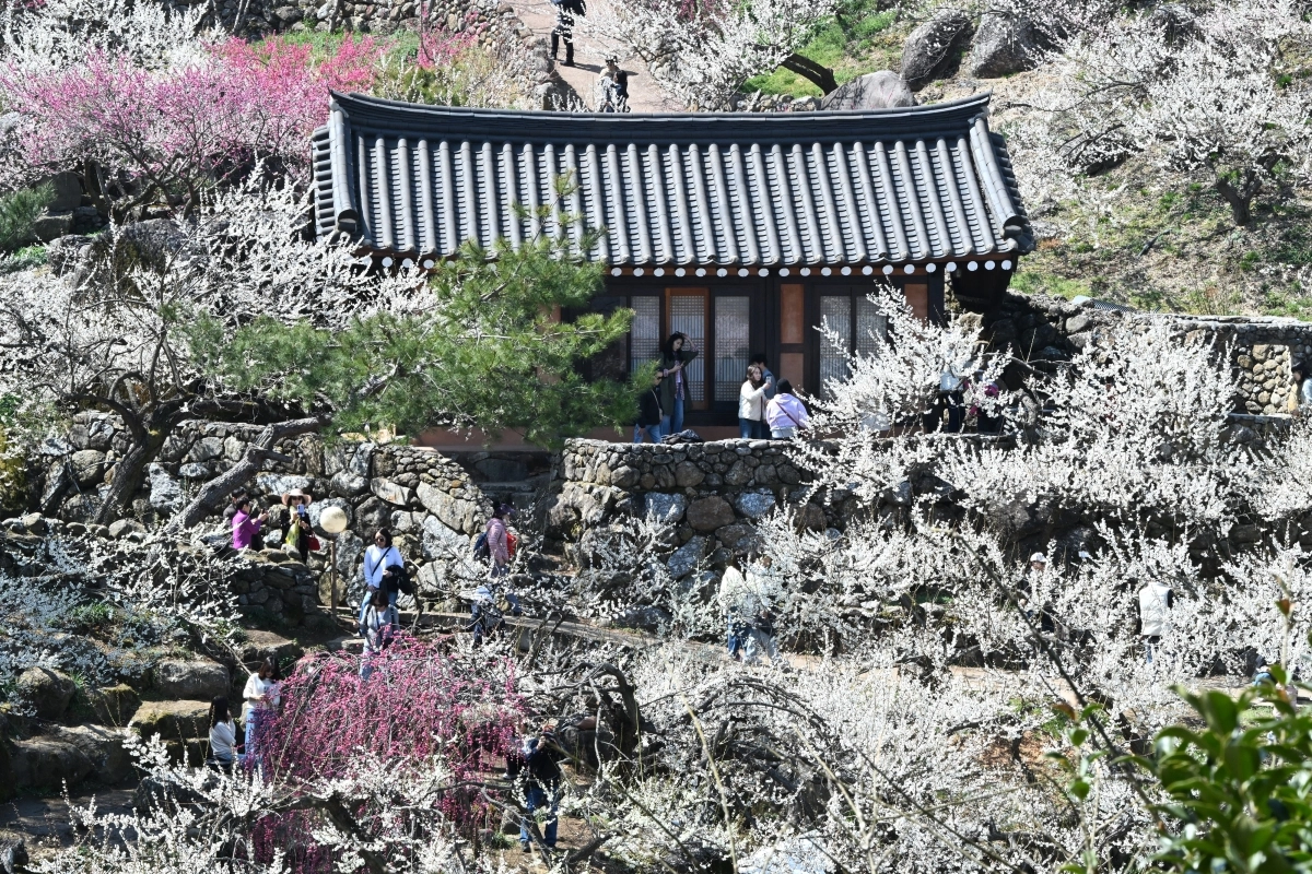 오늘 춘분… 매화마을 여심 유혹