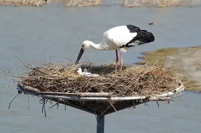 야생 수컷·방사 암컷 ‘황새 부부’ 애틋함…4년간 18마리 낳아