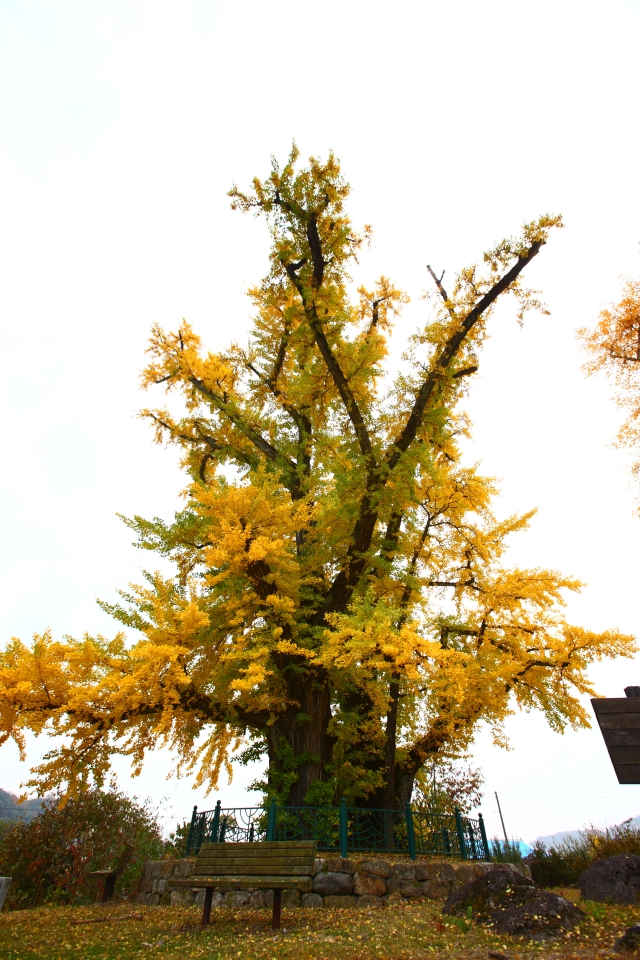 영주 내죽리 은행나무. 영주시 제공