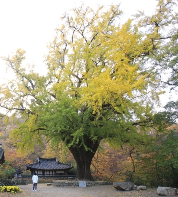 경주 왕신리 운곡서원 은행나무. 경북도 제공