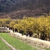 제19회 산수유 마을 꽃맞이 축제…21일부터 9일간 의성 사곡면서 열려