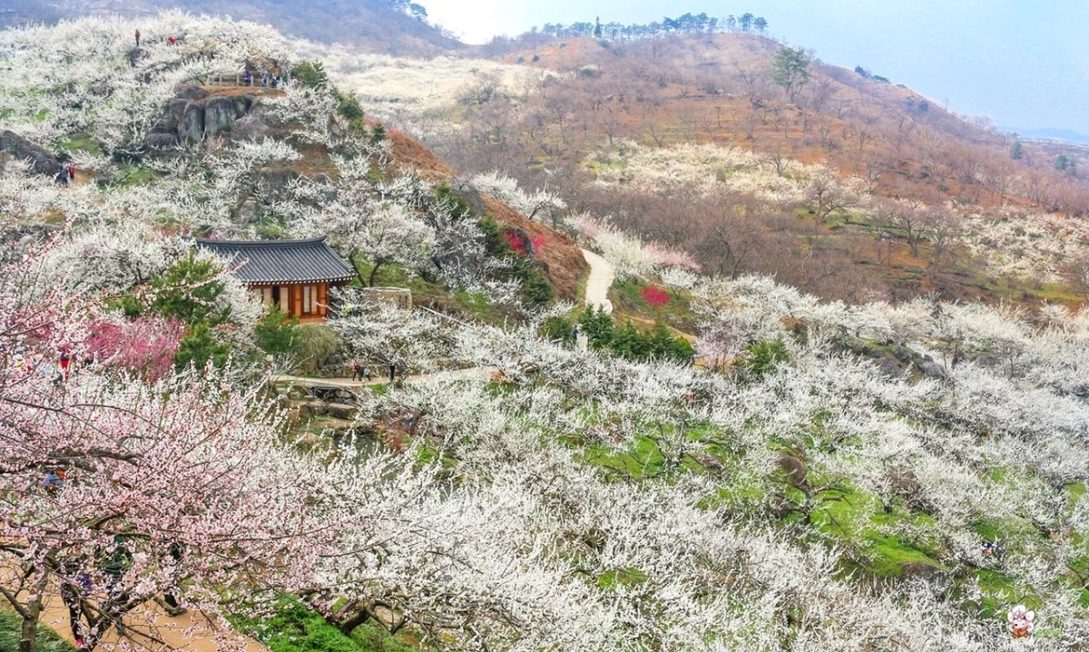 지난 13일부터 오는 22일까지 광양시 섬진강변 33만㎡(약 10만평)를 무대로 펼쳐지는 매화축제장 전경.