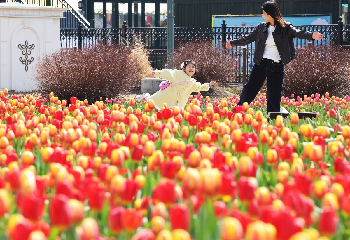 용인 에버랜드 튤립 축제