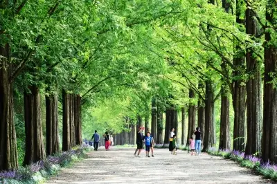 담양군, 메타세쿼이아길 입장료 ‘담양사랑상품권’으로 전액 환급