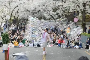 ‘벚꽃엔딩’ 헛걸음 없도록…개화 정보 직접 보고 알려준다