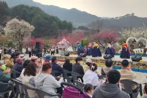 하루 13만명, 이달에만 84만명···광양매화축제, 유료화 이후 최대 인파