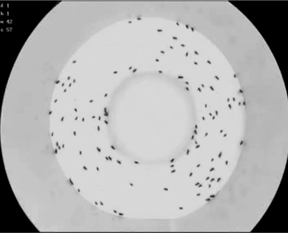 메뚜기 떼 이동을 관찰한 결과, 방향 전환을 할 때 잠깐 멈추는 사실상 중립 상태를 가졌다가 빠르게 방향 전환하는 것을이 관찰됐다.  영국 바스대 제공