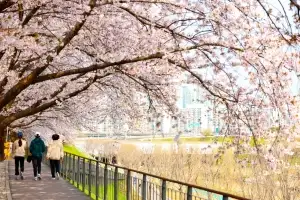 상춘객맞이 준비하는 ‘구로 벚꽃길’