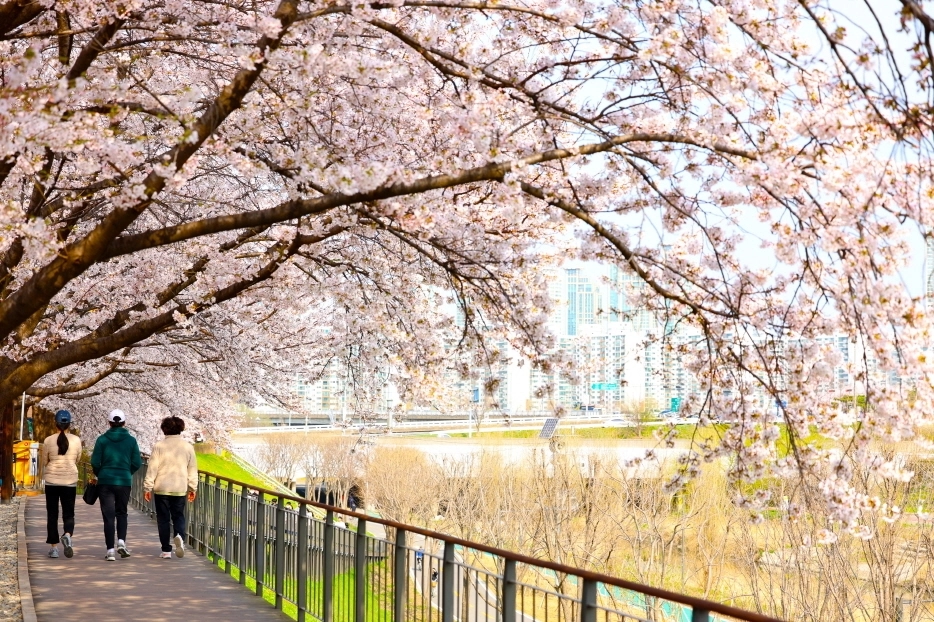 지난해 4월 방문객들이 서울 구로구 도림천 벚꽃길을 산책하고 있다. 구로구 제공