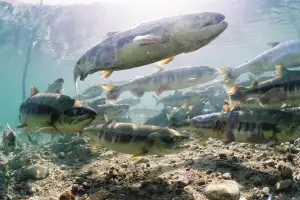 밀양강에 돌아온 ‘연어’…올해도 어린 연어 30만 마리 방류