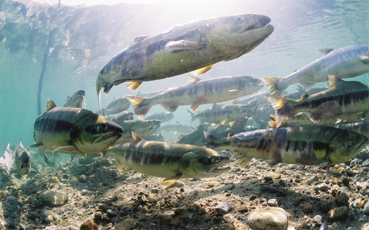 동해안 연어. 연합뉴스