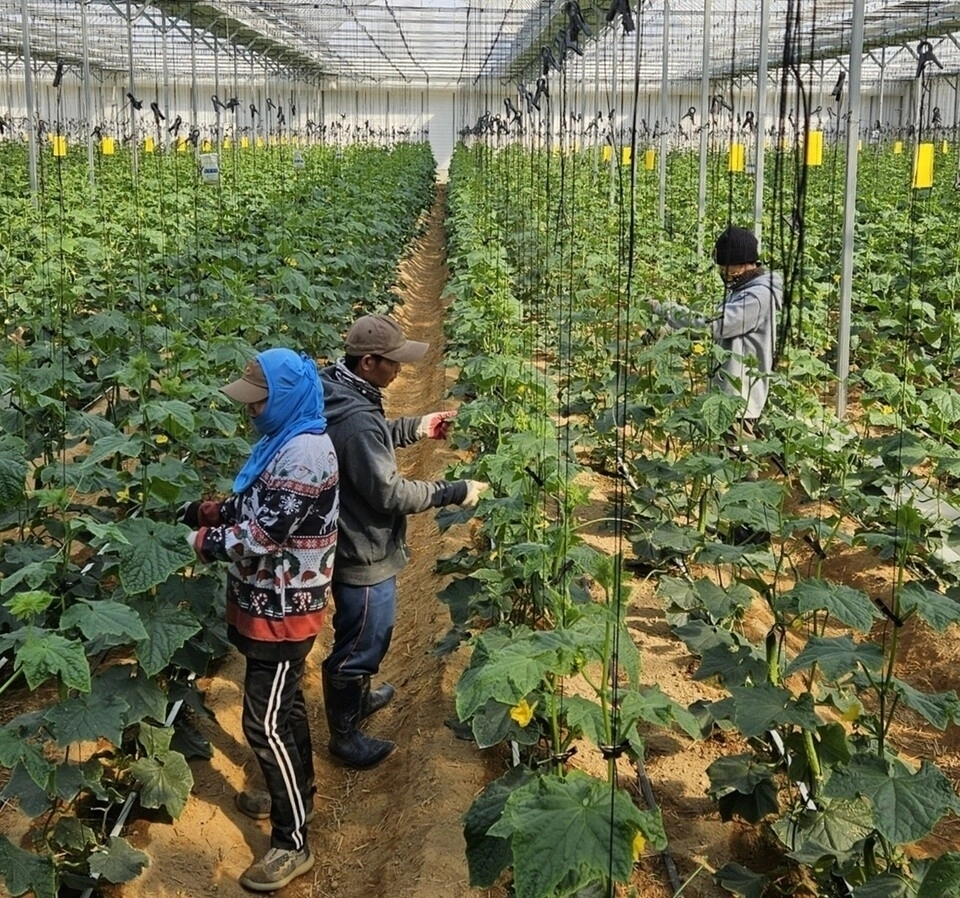 외국인 계절노동자들이 오이순을 다듬고 있다. (경기도 제공)