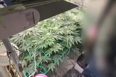 청년농업인의 두 얼굴…비닐하우스서 대마 재배하다 덜미