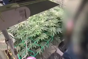 청년농업인의 두 얼굴…비닐하우스서 대마 재배하다 덜미