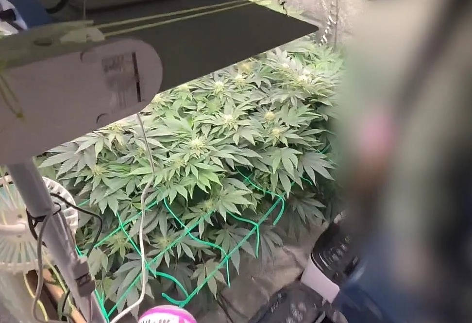 비닐하우스 밀실 내에서 재배하고 있는 대마. 연합뉴스