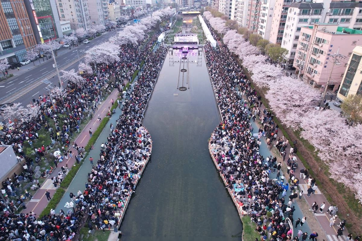 서울 은평구에서 2024년 4월 열린 불광천 벚꽃축제 ‘은평의 봄’. 은평구 제공