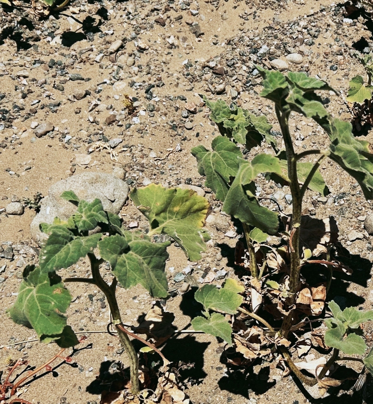 미국 캘리포니아는 건조한 날씨 때문에 매년 대형 산불이 자주 발생한다. 전 세계 여러 지역에서 건조한 계절에 볼 수 있는 것처럼 토양이 건조하면 항생제 내성 박테리아가 번식하기 쉬운 것으로 나타났다.  미국 캘리포니아공과대 제공